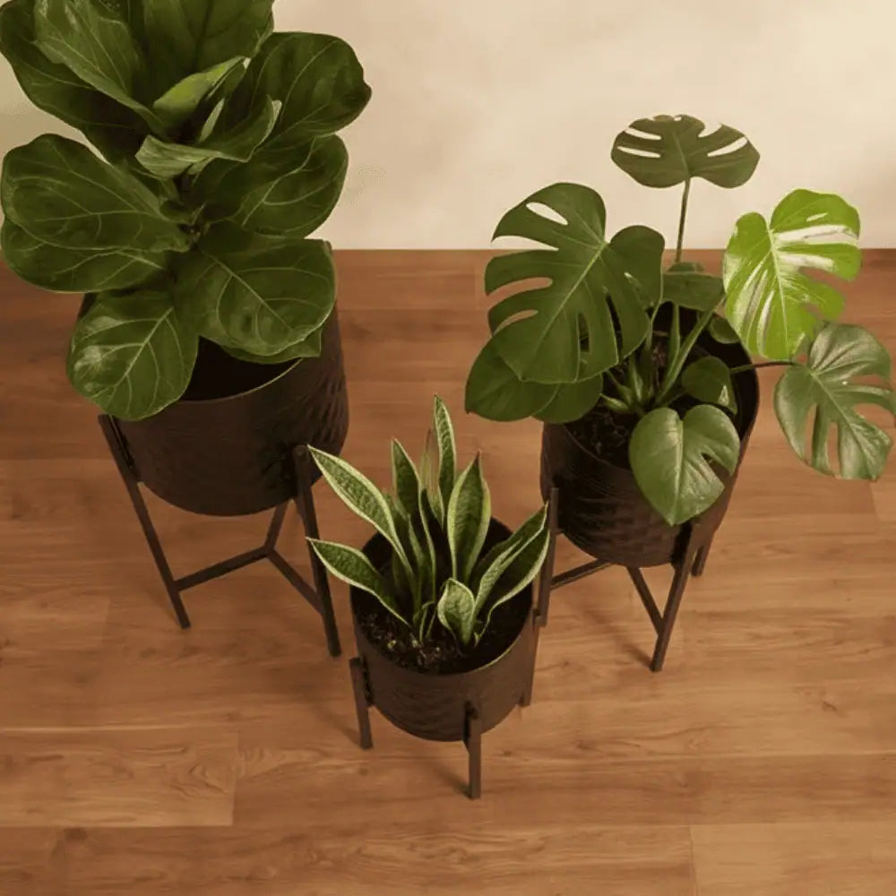 Aria Black Elevated Metal Planter Set of 3 with Tall Stands